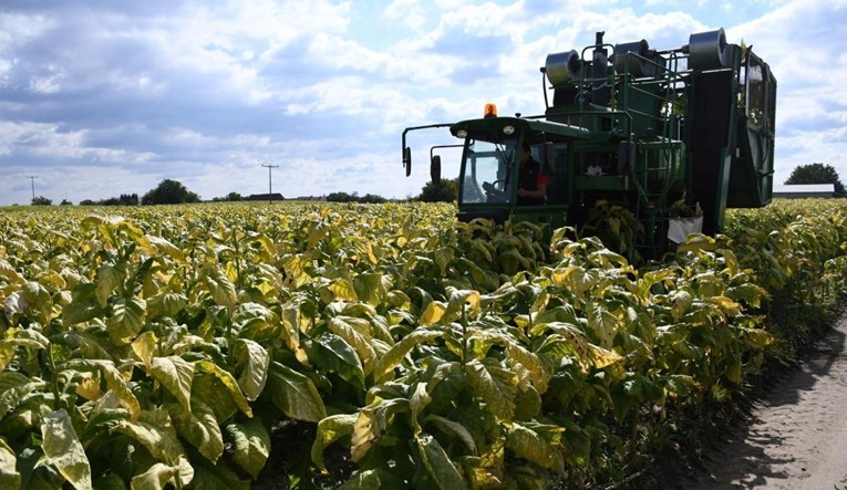 Hrvatski duhani ulažu u proizvodnju. "To je jedina kultura koja kontinuirano raste"
