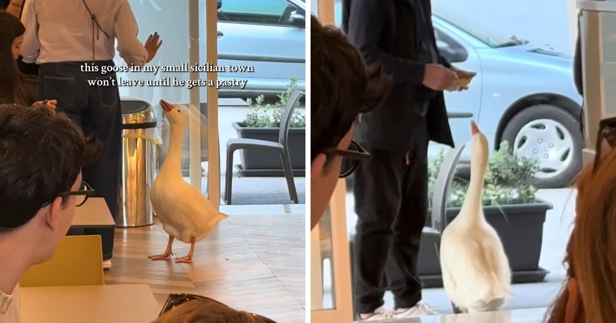 Uporni gusak odbija napustiti trgovinu sve dok ne dobije pecivo