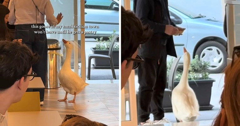 Uporni gusak odbija napustiti trgovinu sve dok ne dobije pecivo