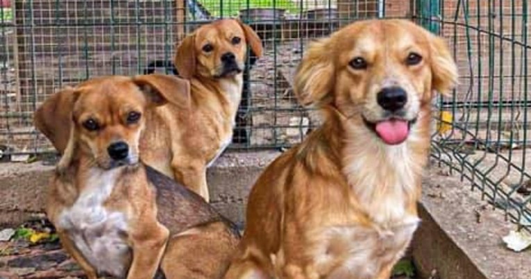 Tri psića iz Virovitice traže dom: "Isprepadani su i nesigurni, ali željni ljubavi"