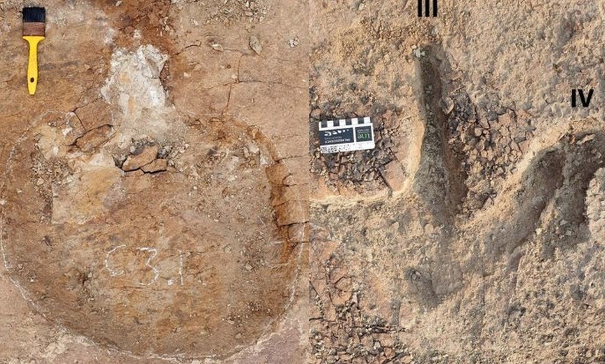 Tragovi dinosaura u Kanadi otkrili su dosad neviđeno ponašanje vrsta