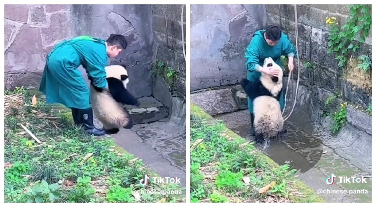 Jeste li ikada vidjeli kako izgleda kupanje bebe pande? Prizori su urnebesni