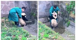 Jeste li ikada vidjeli kako izgleda kupanje bebe pande? Prizori su urnebesni