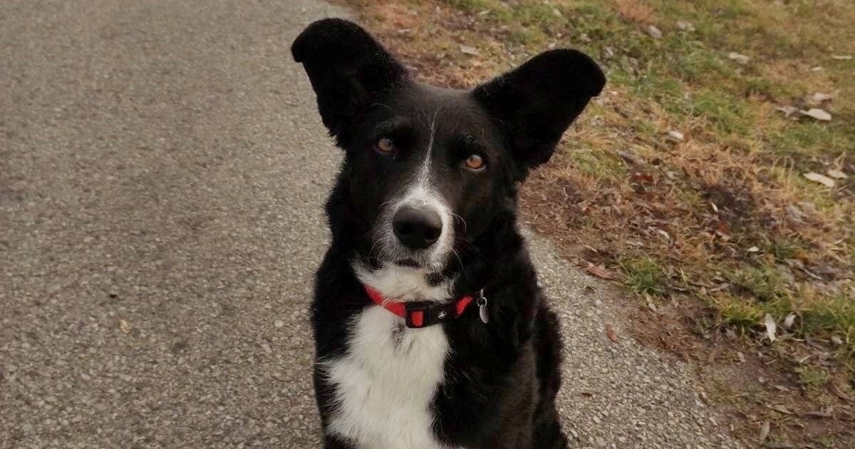 Žaža je već 2 godine kod privremene skrbnice. Vrijeme je da pronađe svoj Zauvijek dom