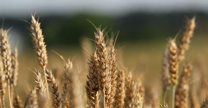 Inicijativa za zaštitu sjemena: Novi zakon će ograničiti korištenje lokalnih sorti