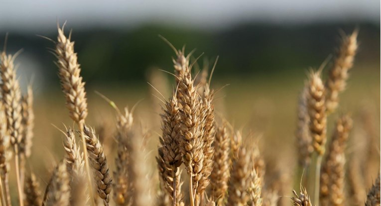 Inicijativa za zaštitu sjemena: Novi zakon će ograničiti korištenje lokalnih sorti