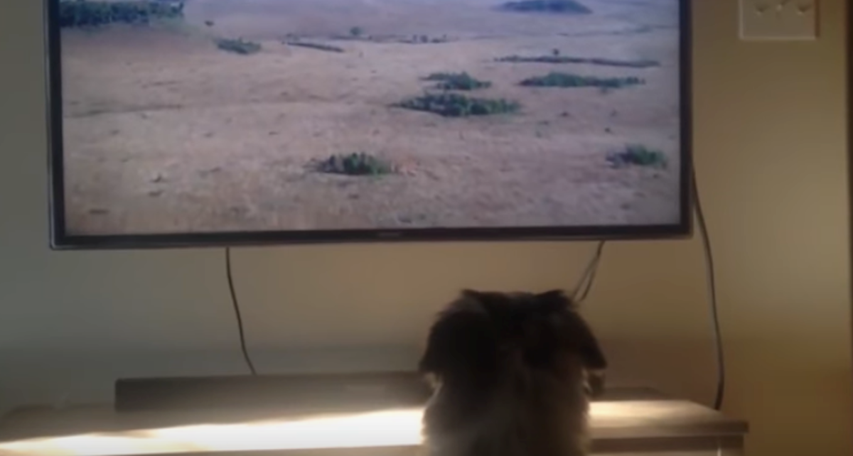 Ovaj se pas ponaša kao čovjek kad mu vlasnik upali omiljenu emisiju