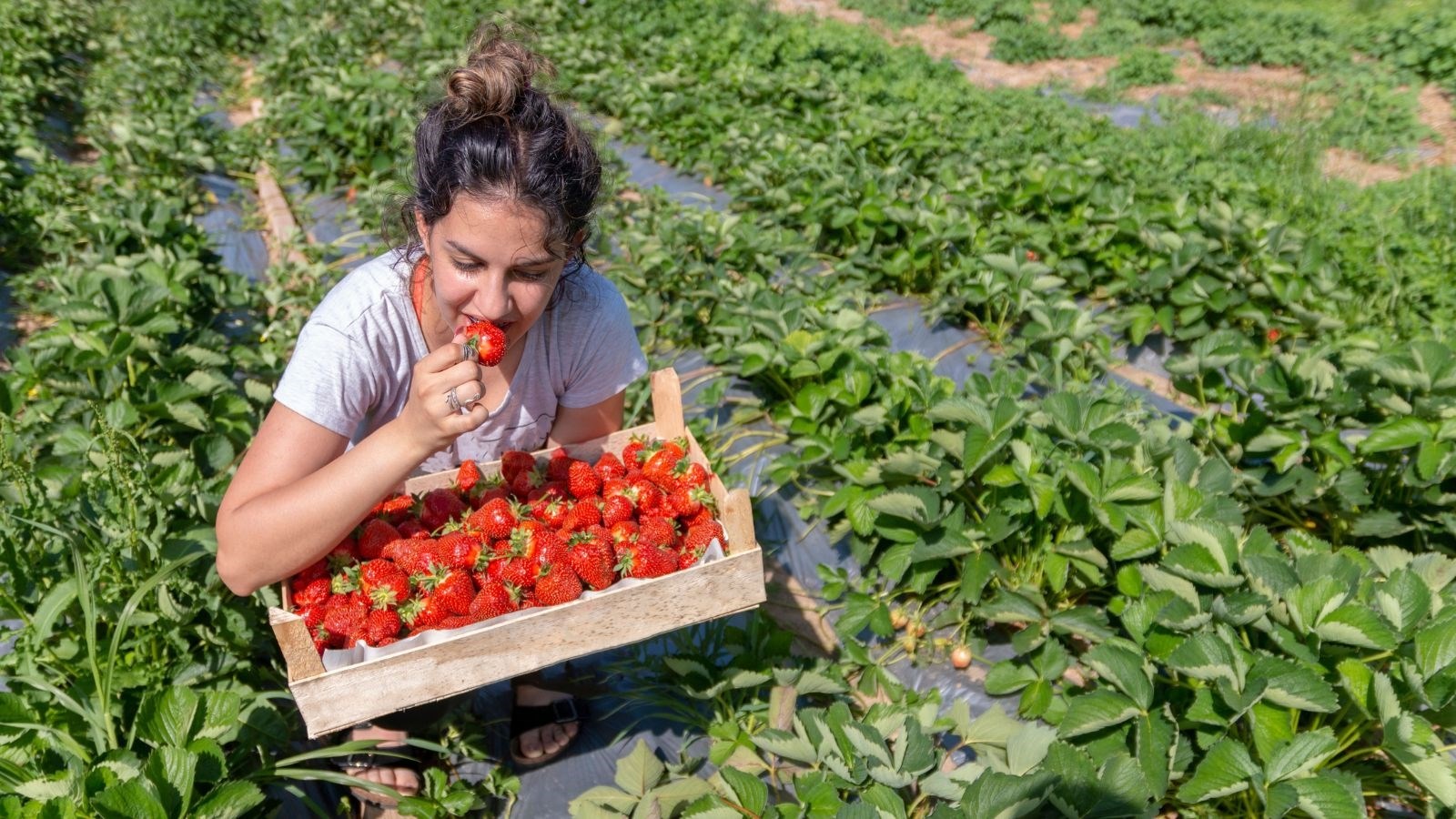 Pronašli smo genijalne jagode koje su "za prste polizati", evo zašto su tako dobre