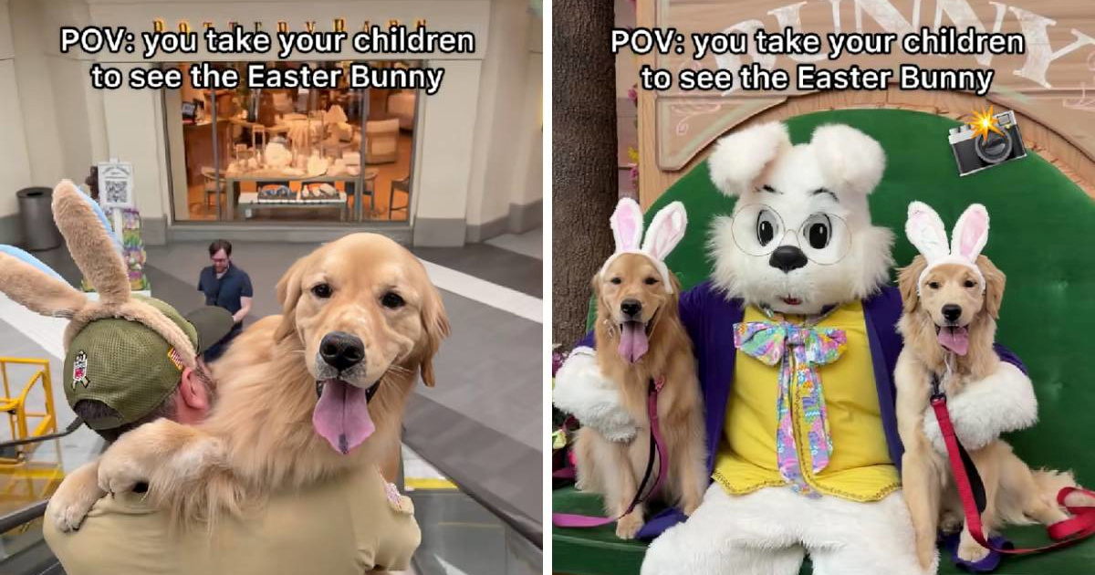 Vlasnici odveli zlatne retriverice na fotkanje s uskrsnim zecom, preslatke su 🥹