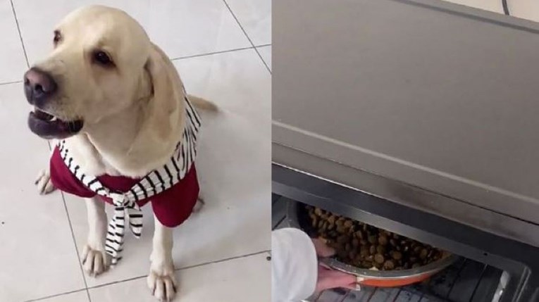 Pas vidio vlasnika kako zagrijava hranu i postao hit zbog onog što je napravio
