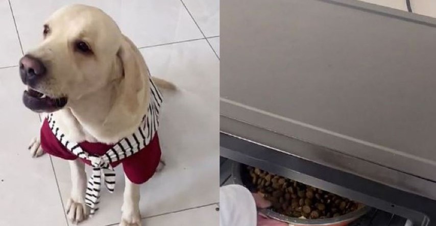 Pas vidio vlasnika kako zagrijava hranu i postao hit zbog onog što je napravio