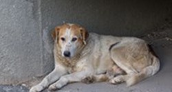 Slomljeno srce, beznađe i umor od života - sve to piše u tužnim očima ovog psa