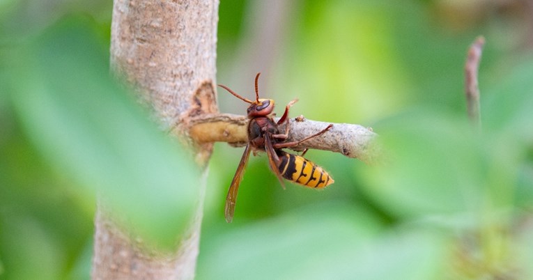 Uočeni stršljeni na Medvednici: Izbjegavajte područje prema PD Risnjak