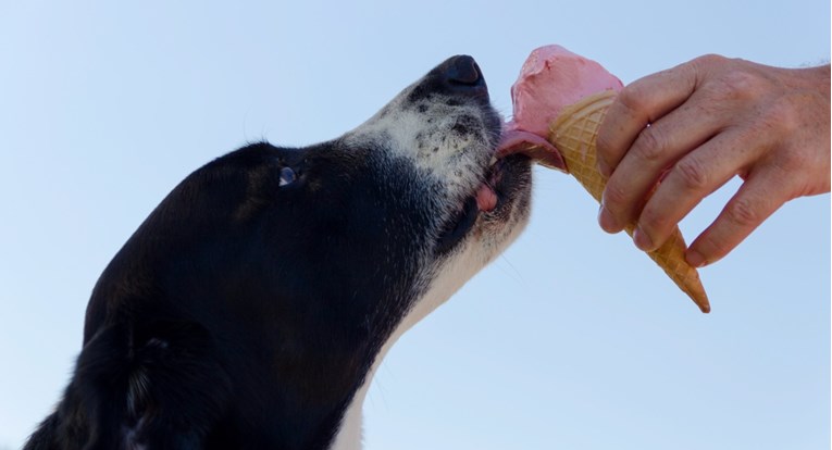 Mogu li psi jesti sladoled?