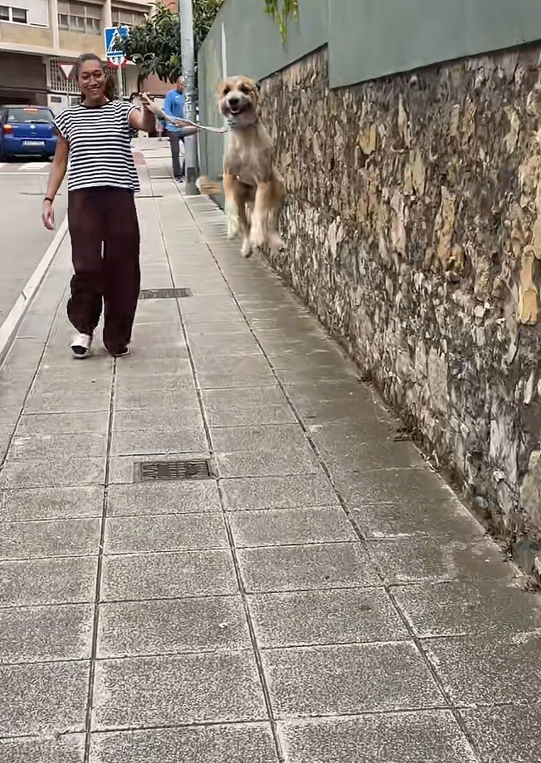 Pas ugledao omiljenu osobu pa pokazao kako izgleda čista sreća 🐶