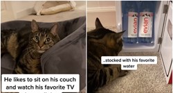 Mačak Milo ima vlastitu sobu, krevet i televizor: "Život bogatih i slavnih"