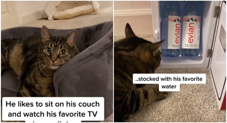 Mačak Milo ima vlastitu sobu, krevet i televizor: "Život bogatih i slavnih"