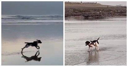 4 milijuna pregleda: Ovaj pas lovio je galebove na plaži, a zatim je nasmijao sve