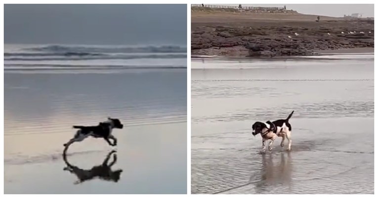 4 milijuna pregleda: Ovaj pas lovio je galebove na plaži, a zatim je nasmijao sve