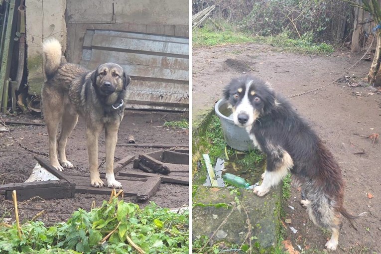 Vlasnik pasa i mačaka je preminuo, životinje su ostale same. Hitno trebaju smještaj