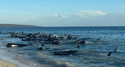 VIDEO Više od 100 kitova nasukalo se na australskoj obali, neki su već uginuli