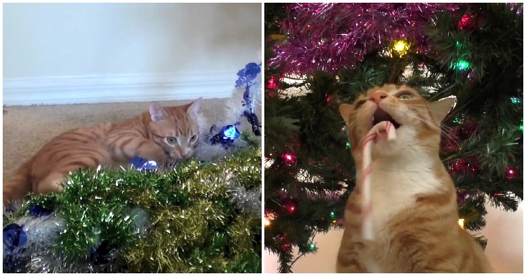 Ovaj urnebesni video najbolje prikazuje koliko mačke obožavaju božićna drvca i ukrase