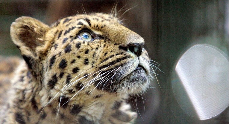 U engleski ZOO stigla najrjeđa divlja mačka na svijetu