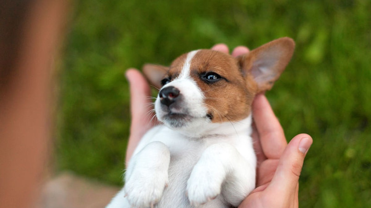 Pregled kod veterinara i važnost cijepljenja ljubimaca