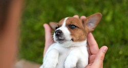Pregled kod veterinara i važnost cijepljenja ljubimaca