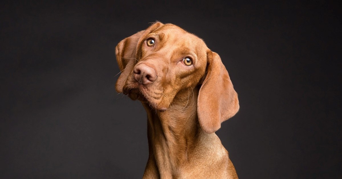 Zašto se psi nekada tresu? Šest mogućih uzroka i kada je vrijeme za brigu
