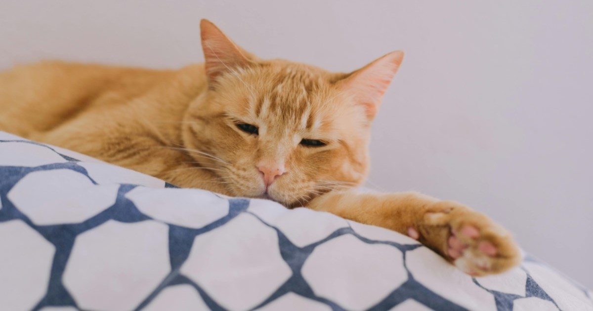 Veterinar upozorava: Ove promjene kod mačke mogu biti znak ozbiljne bolesti bubrega