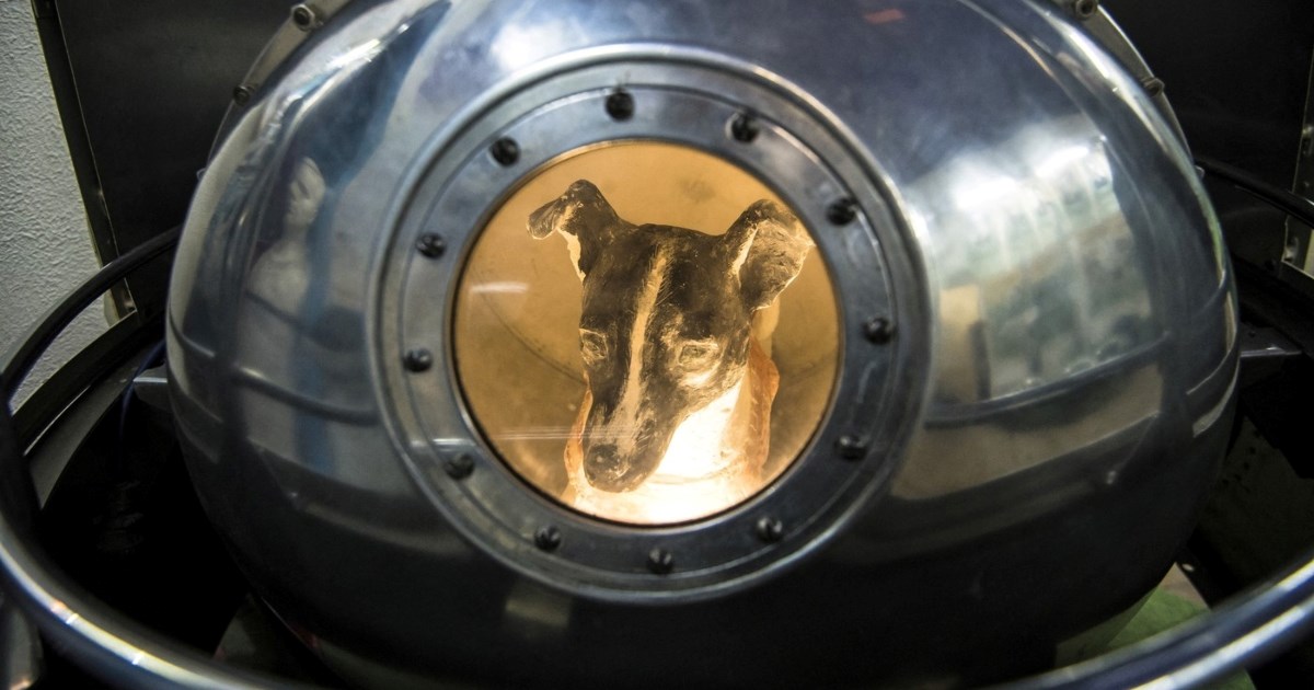 Ljudi tek sada otkrivaju što se dogodilo Lajki, prvom psu poslanom u svemir 💔