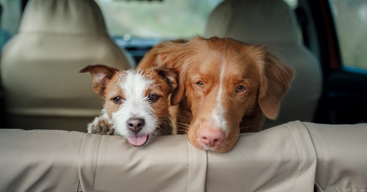 Putujete s ljubimcem? Izdvajamo savjete za mirnu i sretnu vožnju (za vas i njih)