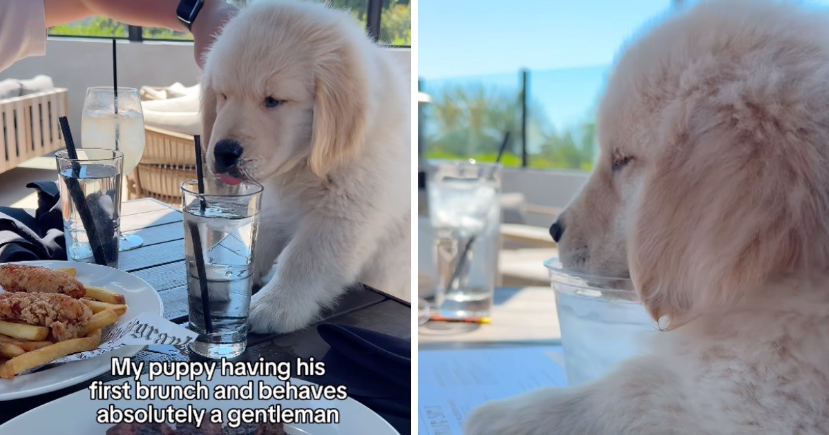 Psić išao u restoran i pio vodu iz čaše, mnoge oduševio pristojnim ponašanjem