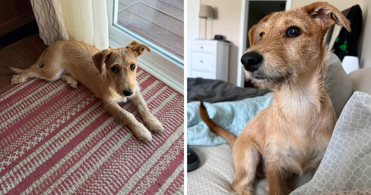 Mislila da ima terijera, DNK test otkrio nešto potpuno neočekivano