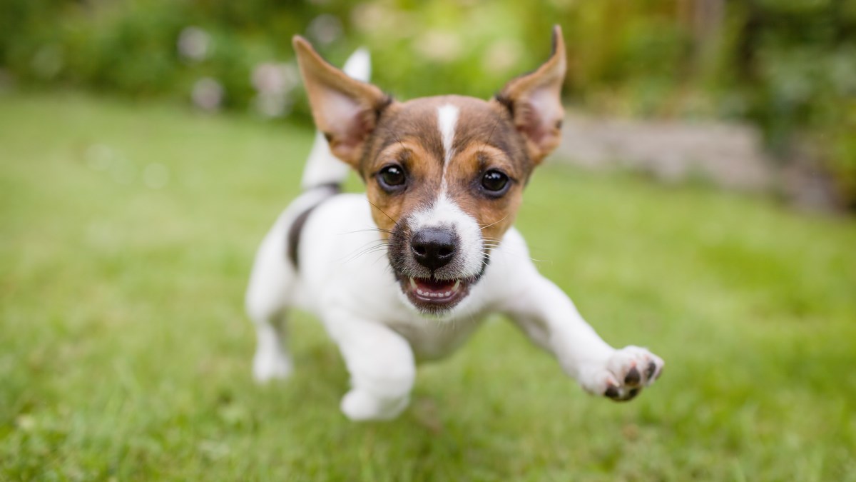 Saznajte koji dio psa ima sličan miris kao čips ili kokice