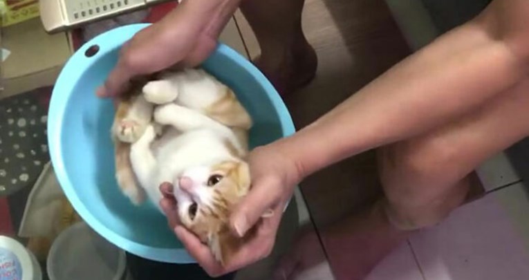 Djed uz pomoć mačke demonstrirao kupanje novorođenčeta pa postao hit na Internetu