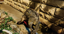 Lisica u Dubravi upala u šaht s vodom, spašavao je Dumovec