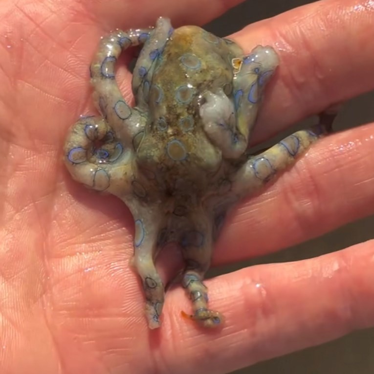 Ugledao hobotnicu, nije znao da u rukama drži najsmrtonosniju na svijetu