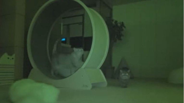 Nadzorna kamera otkrila što mačke rade tijekom noći dok im vlasnik spava
