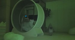 Nadzorna kamera otkrila što mačke rade tijekom noći dok im vlasnik spava