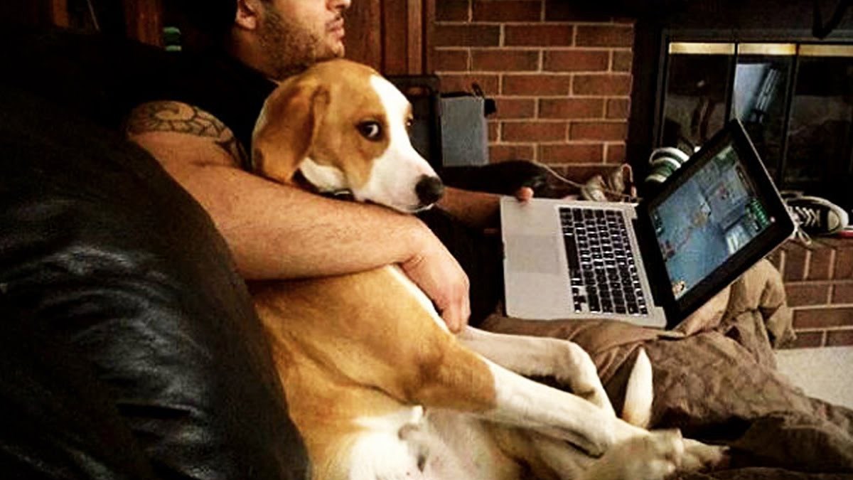 Čak 86 posto pasa ljubomorno je kad se njihov vlasnik igra s drugim psom