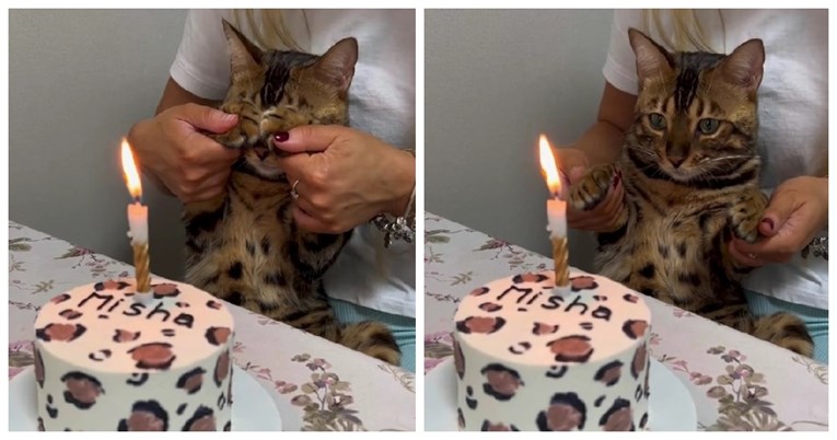 Vlasnica mački za rođendan pripremila preslatku tortu, pogledajte reakciju ljubimice