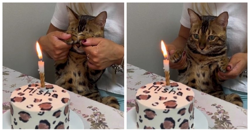 Vlasnica mački za rođendan pripremila preslatku tortu, pogledajte reakciju ljubimice