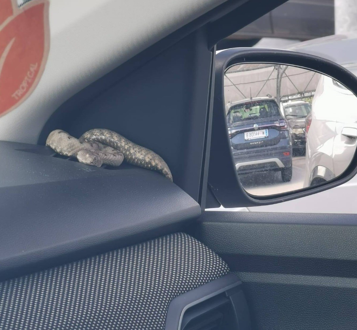 FOTO Vatrogasci u autu u Istri pronašli najotrovniju europsku zmiju