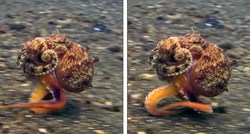 Snimili hobotnicu kako "hoda" po dnu mora, video postao hit