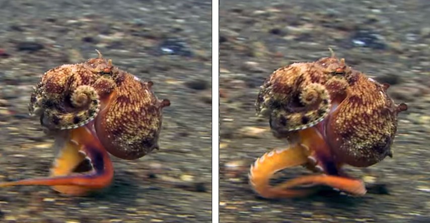 Snimili hobotnicu kako "hoda" po dnu mora, video postao hit