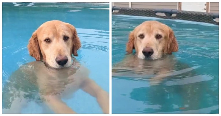VIDEO Zlatni retriver toliko je uživao u plivanju da je odbio izaći iz bazena