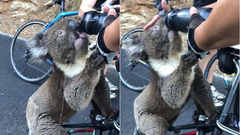 Očajna koala bicikliste tražila malo vode: "Nikad dosad nismo tako što vidjeli"