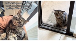 Vlasnici udomili novog mačića, evo kako je njihova mačka reagirala na pridošlicu